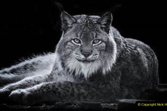 026.2023-06-13-LYNX.-26-