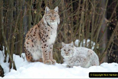 027.2023-06-13-LYNX.-27-
