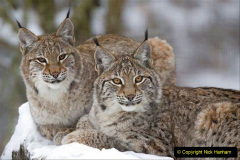028.2023-06-13-LYNX.-28-