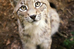029.2023-06-13-LYNX.-29-