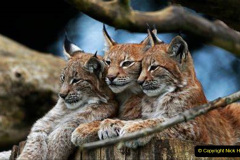 030.2023-06-13-LYNX.-30-