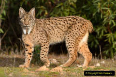 031.2023-06-13-LYNX.-31-