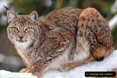 032.2023-06-13-LYNX.-32-