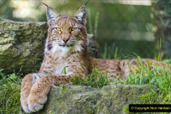 033.2023-06-13-LYNX.-33-