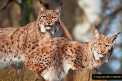034.2023-06-13-LYNX.-34-
