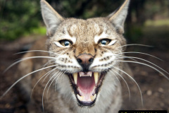 035.2023-06-13-LYNX.-35-