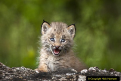 036.2023-06-13-LYNX.-36-