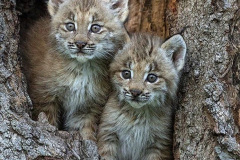 037.2023-06-13-LYNX.-37-