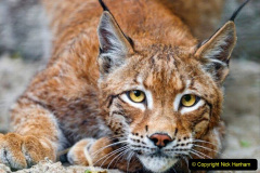 038.2023-06-13-LYNX.-38-