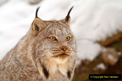 039.2023-06-13-LYNX.-39-