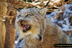 040.2023-06-13-LYNX.-40-