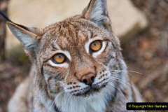 041.2023-06-13-LYNX.-41-