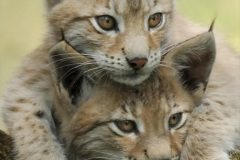 042.2023-06-13-LYNX.-42-