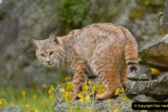Bobcat, Sierra Nevada foothills, Mariposa, California.