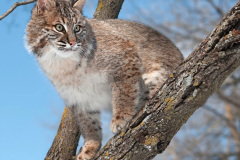 044.2023-06-13-LYNX.-44-