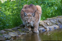 046.2023-06-13-LYNX.-46-