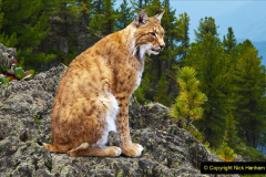 lynx in wildness area