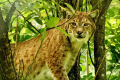 048.2023-06-13-LYNX.-48-