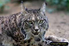 049.2023-06-13-LYNX.-49-