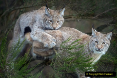 050.2023-06-13-LYNX.-50-