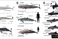125.2023-06-13-World-Oceans-Seas.-125-