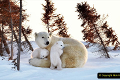 001.2023-03-02-Polar-Bears.-1-