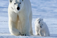 005.2023-03-02-Polar-Bears.-5-