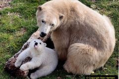 008.2023-03-02-Polar-Bears.-8-