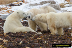 009.2023-03-02-Polar-Bears.-9-