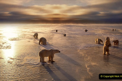011.2023-03-02-Polar-Bears.-11-