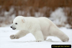 013.2023-03-02-Polar-Bears.-13-