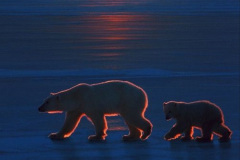 014.2023-03-02-Polar-Bears.-14-