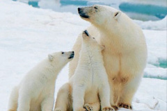 016.2023-03-02-Polar-Bears.-16-