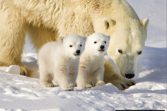 017.2023-03-02-Polar-Bears.-17-