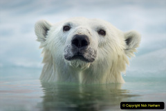 018.2023-03-02-Polar-Bears.-18-