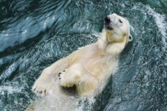 020.2023-03-02-Polar-Bears.-20-