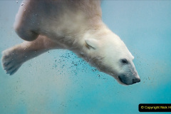033.2023-03-02-Polar-Bears.-33-