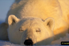 040.2023-03-02-Polar-Bears.-40-
