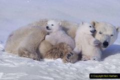 044.2023-03-02-Polar-Bears.-44-