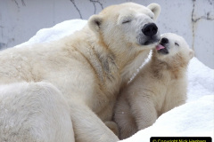046.2023-03-02-Polar-Bears.-46-