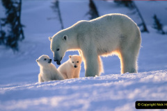 051.2023-03-02-Polar-Bears.-51-