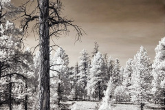 001.2023-03-03-Bryce-Canyon-USA.-1-