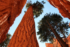 015.2023-03-03-Bryce-Canyon-USA.-15-