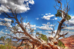 062.2023-03-03-Bryce-Canyon-USA.-62-