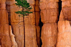 063.2023-03-03-Bryce-Canyon-USA.-63-