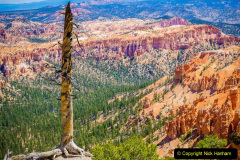068.2023-03-03-Bryce-Canyon-USA.-68-