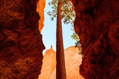 With such steep canyon walls, trees must grow tall to get the required sunlight!