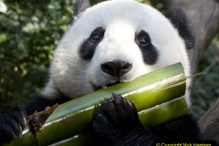 2023 March 16 Giant Pandas