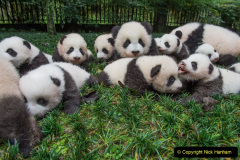 004.2023-03-16-Giant-Pandas-including-Red-Brown-Pandas.-4-