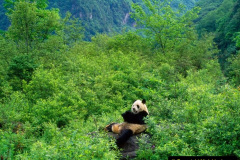 005.2023-03-16-Giant-Pandas-including-Red-Brown-Pandas.-5-